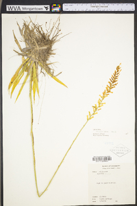 Aletris lutea image