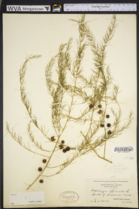 Asparagus officinalis image