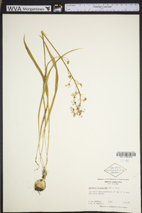 Camassia scilloides image