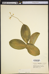 Clintonia borealis image