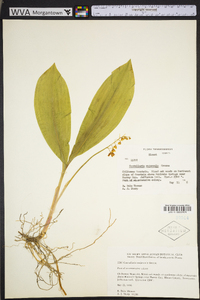 Convallaria majuscula image