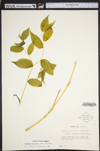 Prosartes lanuginosa image