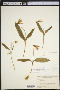 Erythronium umbilicatum image