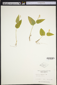 Maianthemum canadense image