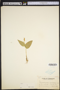 Maianthemum canadense image