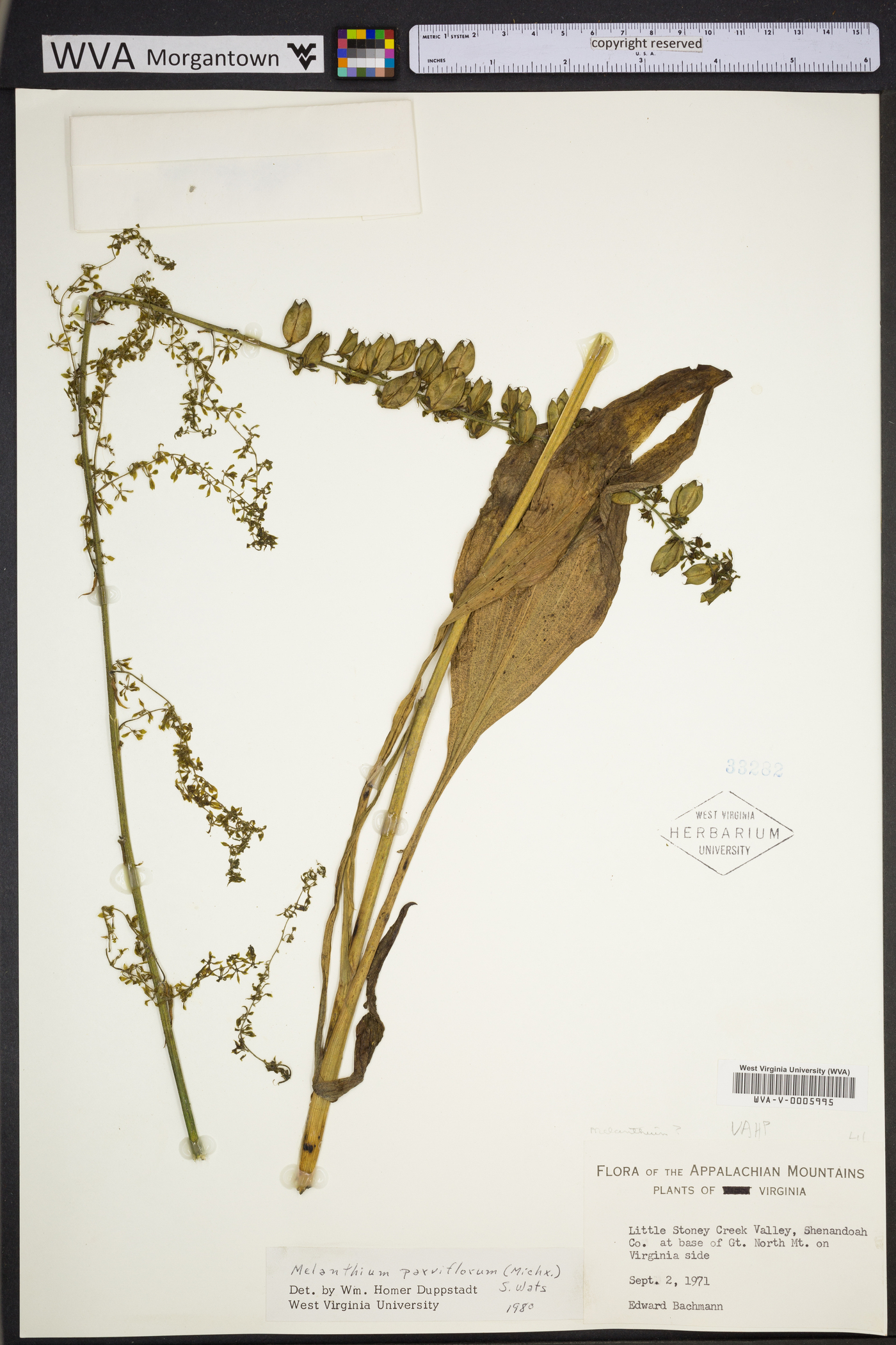 Veratrum parviflorum image