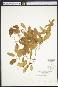 Smilax auriculata image