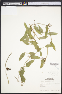 Smilax auriculata image