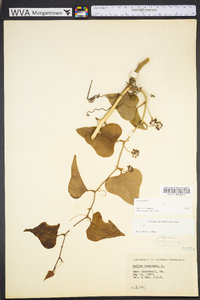 Smilax bona-nox image