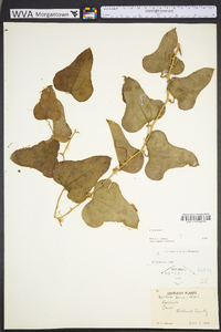 Smilax bona-nox image