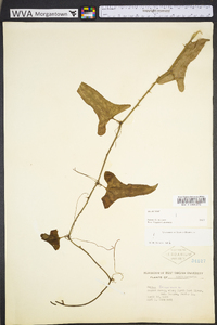 Smilax bona-nox image