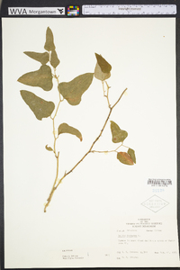 Smilax bona-nox image