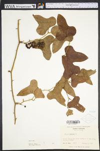Smilax bona-nox image