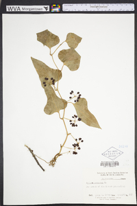 Smilax bona-nox image