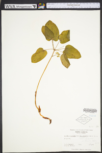 Smilax ecirrhata image