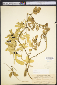 Smilax coriacea image