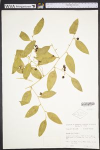 Smilax laurifolia image