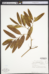 Smilax laurifolia image