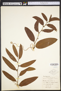 Smilax laurifolia image