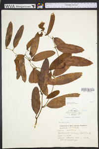 Smilax laurifolia image