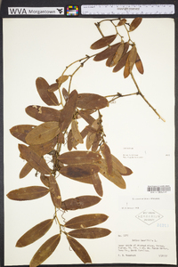 Smilax laurifolia image