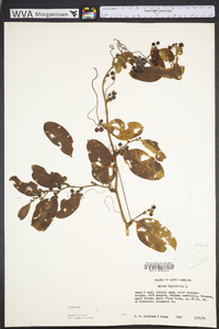 Smilax laurifolia image