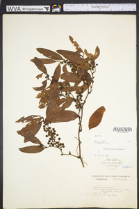 Smilax laurifolia image