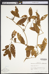 Smilax laurifolia image