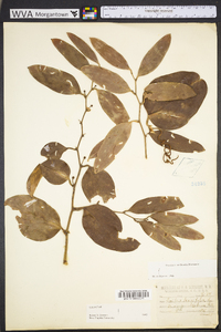 Smilax laurifolia image