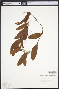 Smilax laurifolia image