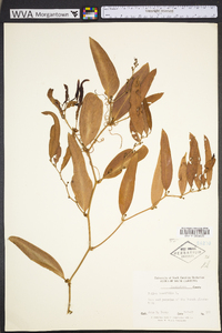 Smilax laurifolia image