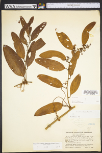 Smilax laurifolia image