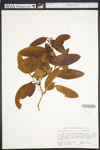 Smilax laurifolia image