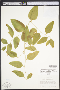 Smilax smallii image