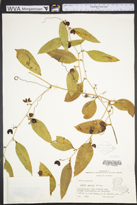 Smilax smallii image