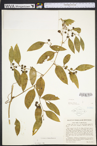 Smilax smallii image