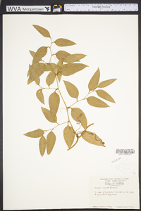 Smilax smallii image