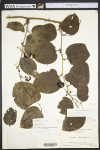 Smilax tamnoides image