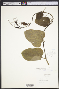 Smilax tamnoides image