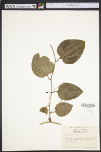 Smilax tamnoides image