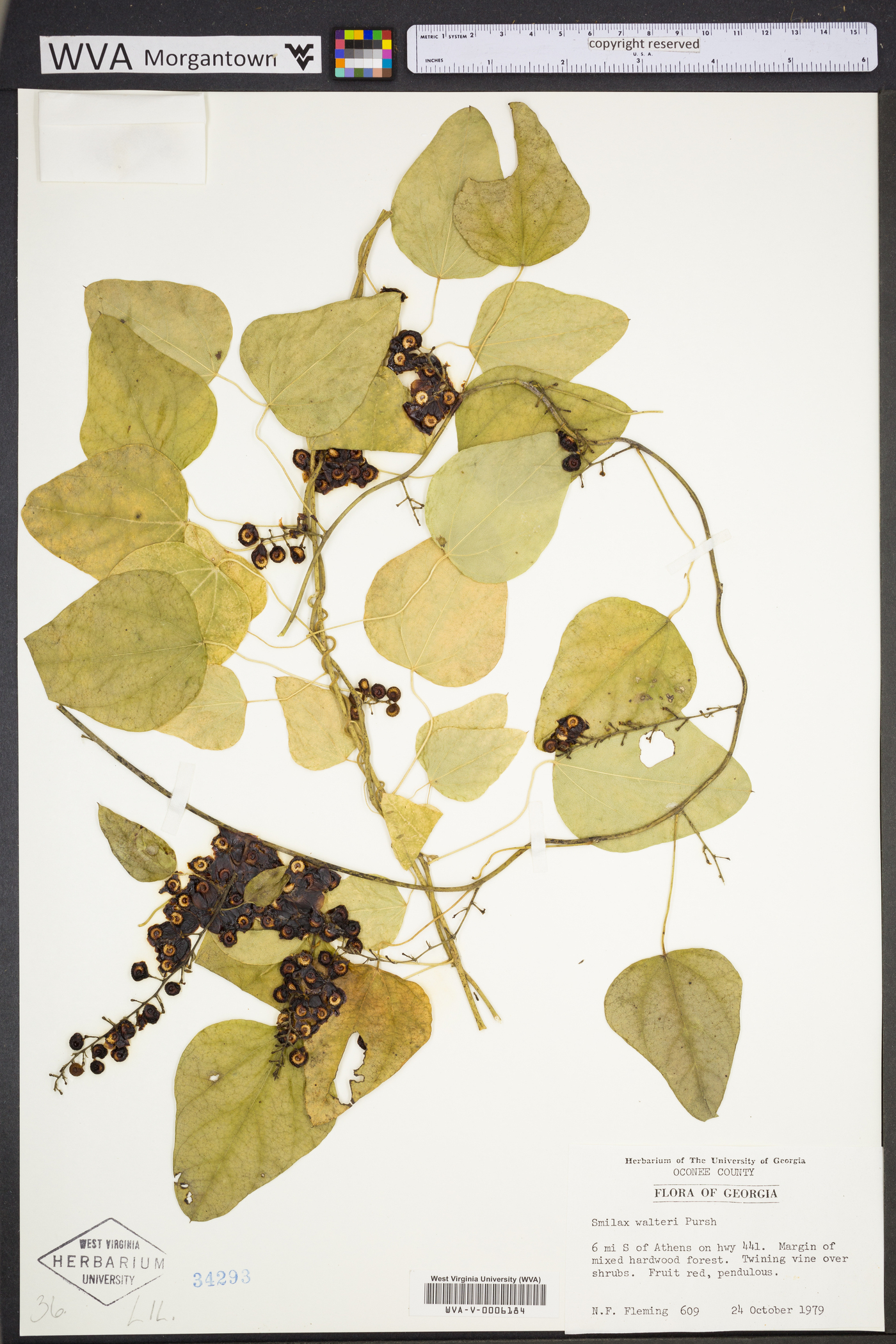 Smilax walteri image