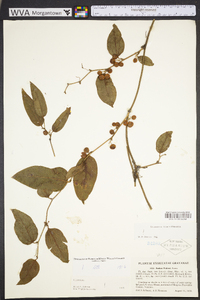 Smilax walteri image