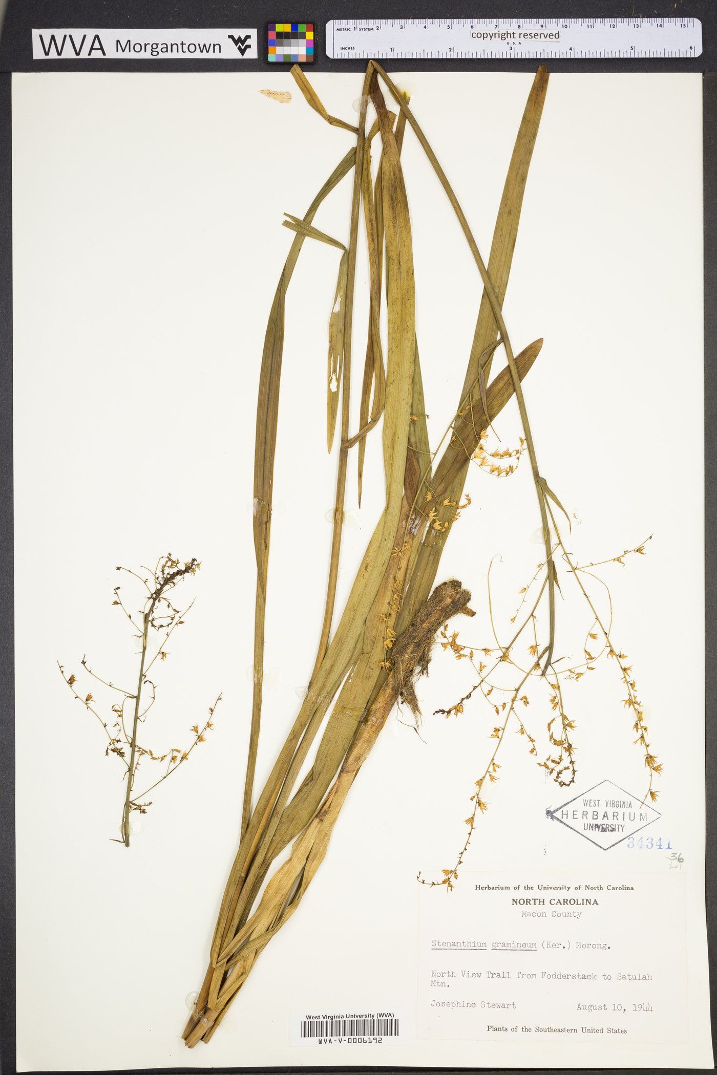 Stenanthium gramineum image