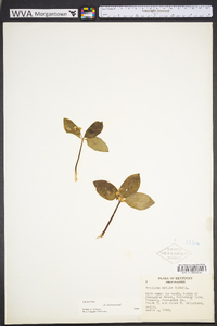 Trillium nivale image