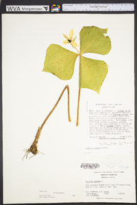 Trillium rugelii image