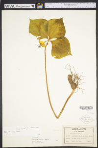 Trillium rugelii image