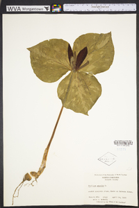 Trillium sessile image