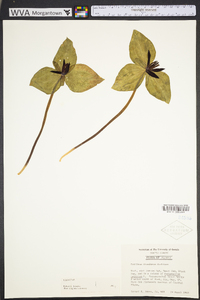 Trillium stamineum image