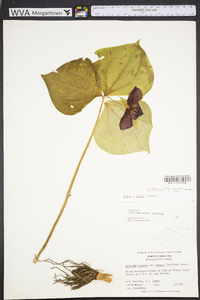 Trillium vaseyi image