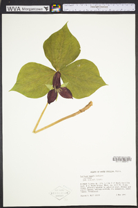 Trillium vaseyi image